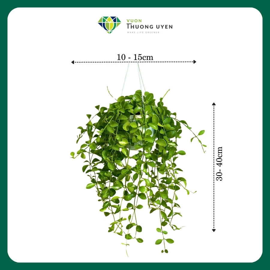 Cây Đô La, chậu treo ban công, cây xinh, cây trang trí, cây lá rủ